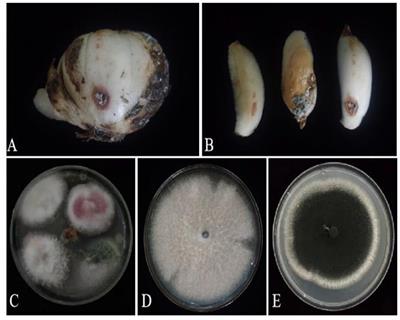 Morphological, molecular, and biological characterization of bulb rot pathogens in stored Lanzhou lily and the in vitro antifungal efficacy of three plant essential oils